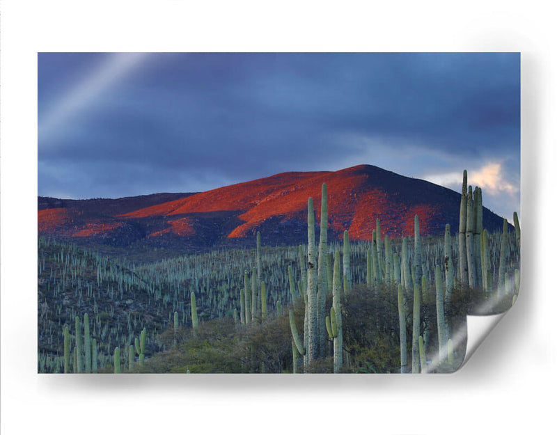 Monte de cactus | Cuadro decorativo de Canvas Lab