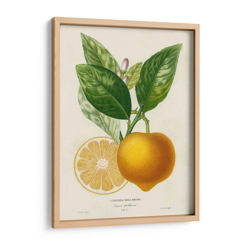Francés Limón Botanical III - A. Risso | Cuadro decorativo de Canvas Lab