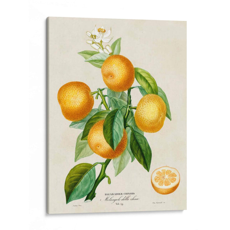 Francés Naranja Botánico III - A. Risso | Cuadro decorativo de Canvas Lab