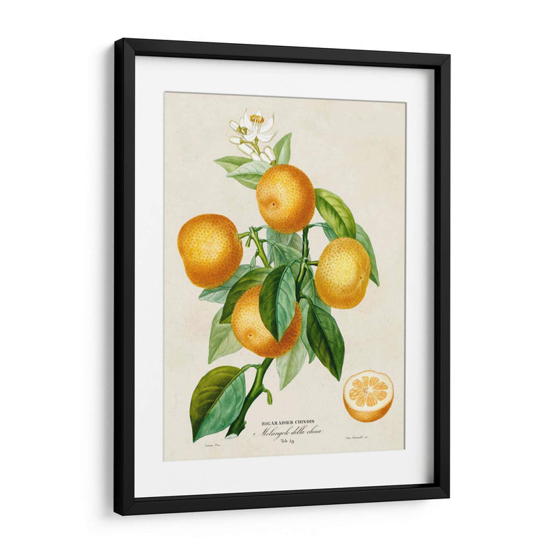 Francés Naranja Botánico III - A. Risso | Cuadro decorativo de Canvas Lab