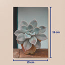 Kit de Collage Neutral